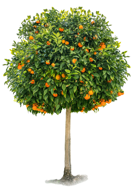 orange-tree-3